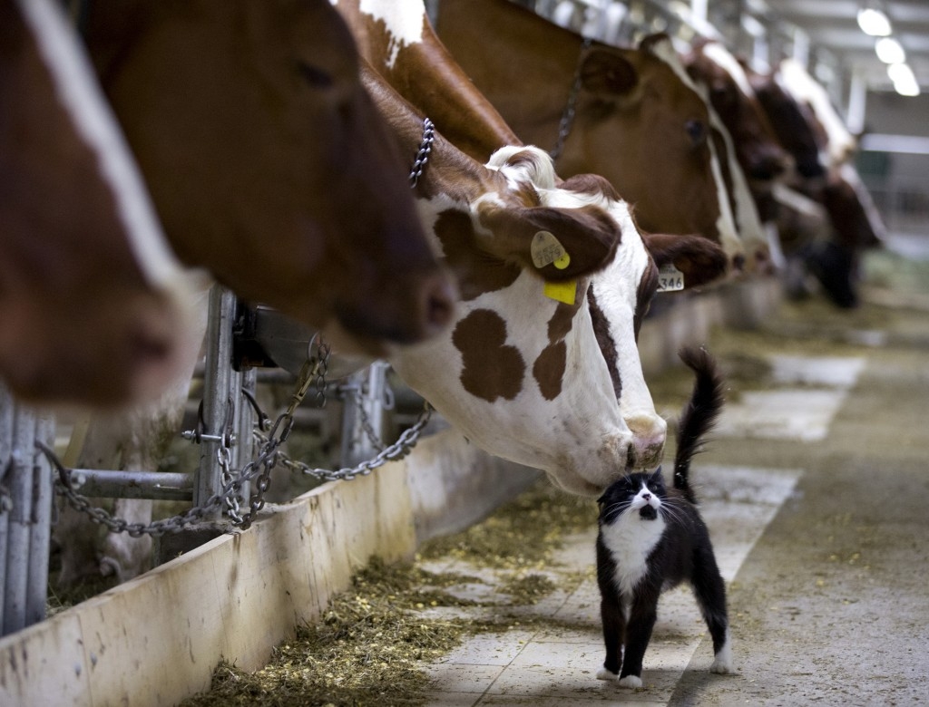 70 Of The Most Touching Photos Taken In 2015 - Dairy cows nuzzle a barn cat as they wait to be milked at a farm in Granby, Quebec.