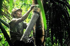 Minuman Toraja