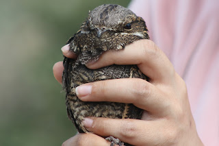 Male Nightjar