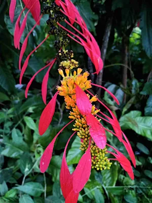 Warszewiczia coccinea