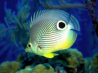 Litle Exotic fish style