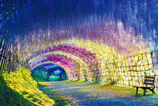 Wisteria flower tunnel, Japan