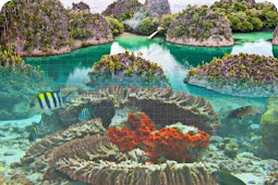 Butuh 50 Tahun Untuk Pulihkan Kerusakan Karang di Raja Ampat