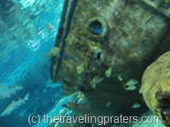 Aquarium- Smoky Mountain Attractions