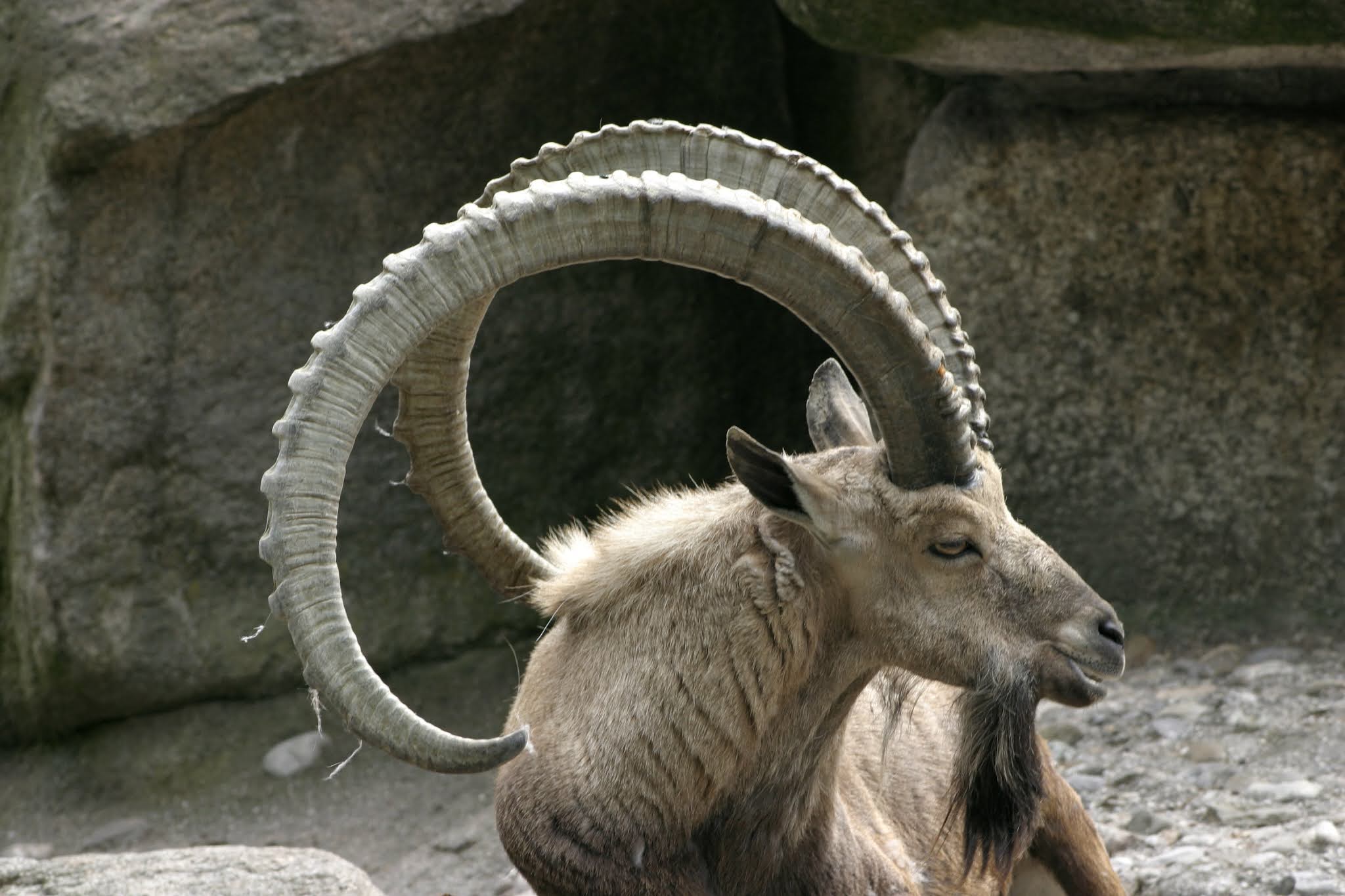 About Ibex, A Mountain Goat Adept At Climbing Walls