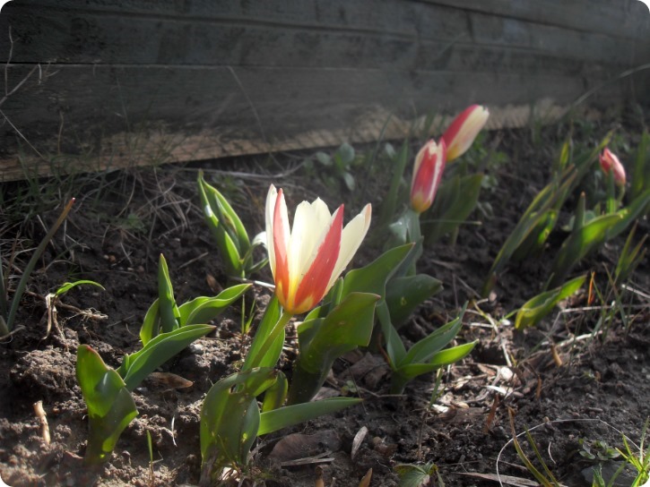 Skravlede tulipaner