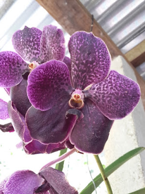 orkid vanda