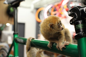 funny animals of the week, baby slow loris