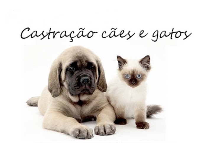 Serviço gratuito de castração de cães e gatos está no Alto de Ondina