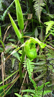 Phragmipedium boissierianum care and culture