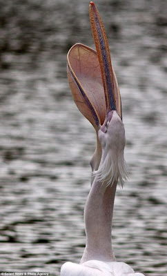 Pelican Swallows A Pigeon In London Park Seen On  www.coolpicturegallery.us