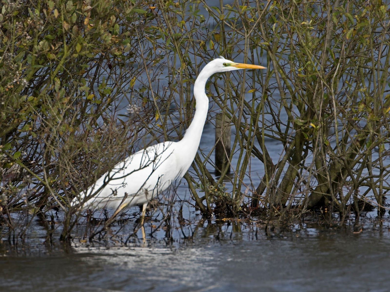 Martin's Sussex Birding Blog: Great White Egret