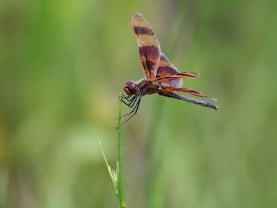 Halloween pennant