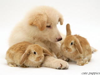 A white cute puppy is sitting with two rabbits