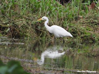 Little Egret at Bishan - Ang Mo Kio Park