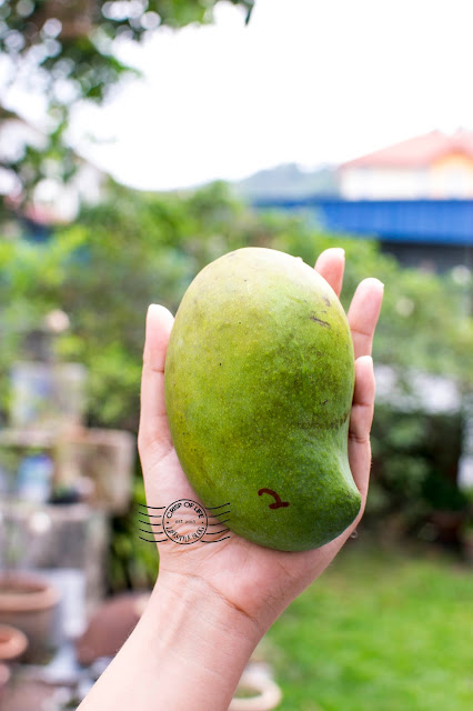 harumanis Perlis mango