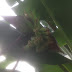 Pembentukan Buah Pisang Tanduk ( Bahagian 2 )