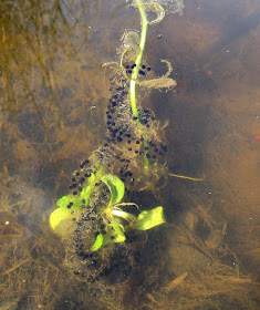 Toadspawn wrapped round a plant stem in Ray's Pond, Jubilee Country Park, on 3 April 2011.