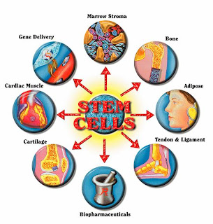 Stem Cells