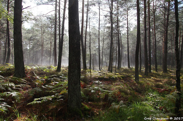 Evaporation pluviale, Forêt de Fontainebleau, Franchard