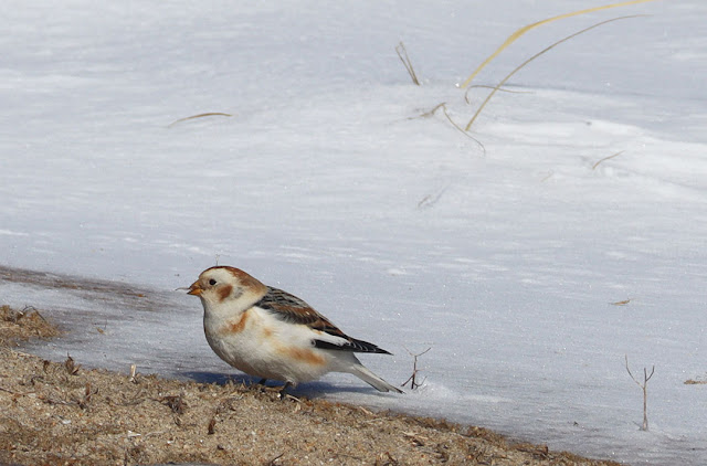 Snow bunting by Marie Viljoen