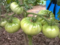 tomate ghittia