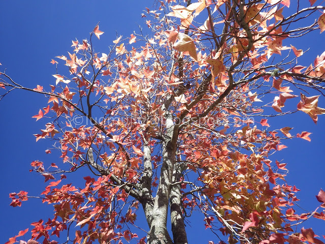 Wuling Farm maple autumn foliage