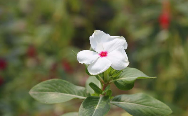 Vinca Flowers Pictures