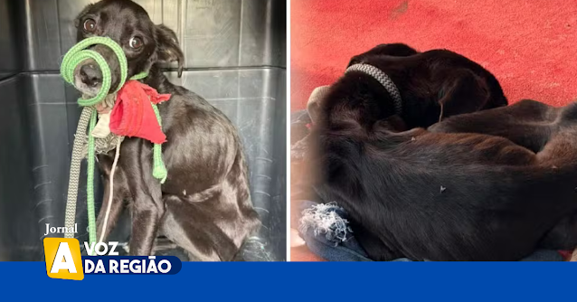 Duas crianças, de 10 e 12 anos, e dois cães foram resgatados de uma residência em condições de maus-tratos e negligência no interior de SP