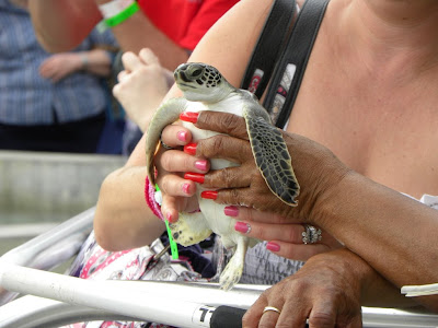 Turtle farm Grand Cayman