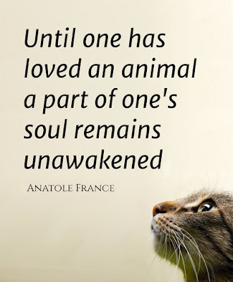 Until one has loved an animal a part of one's soul remains unawakened