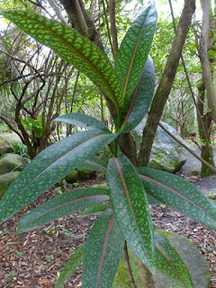 Bois de Pintade - Bois de rat - Coptosperma borbonicum