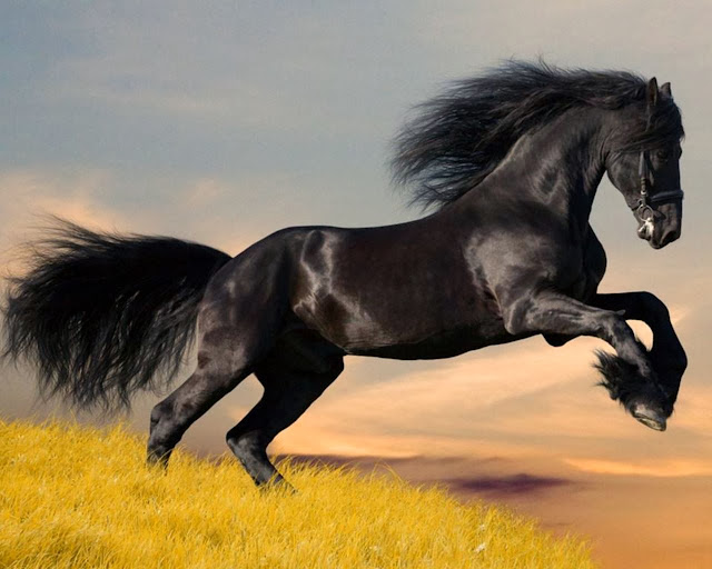 Beautiful Black Horse HD Wallpaper Free