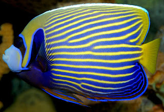 Adult Juvenile Emporer Angel Fish