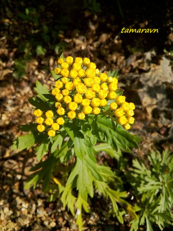 Аяния Палласа (Ajania pallasiana)