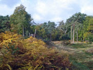 West Wickham Common