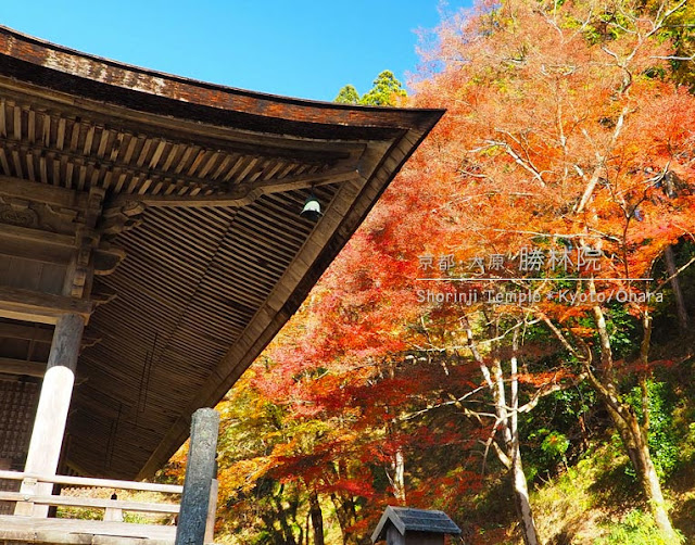 京都 大原 勝林寺の紅葉
