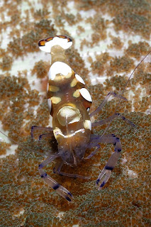 Amazing Underwater Photography Giambattista Isabella