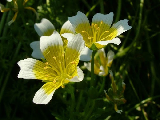 white-yellow-beautiful-flowers