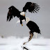 7 principles of an Eagle (worth reading)