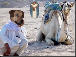 Lou camel with pebbles