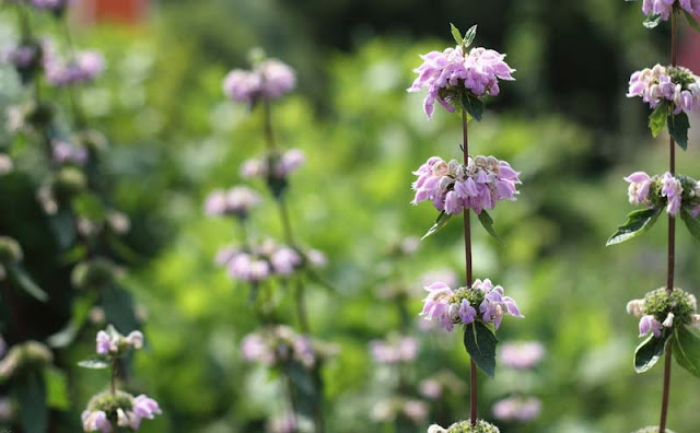 Jerusalem Sage Flowers