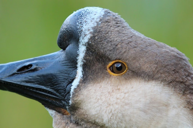 Tierfotos - Entenvögel - Insekten