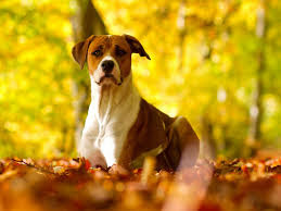 latest best HD Dog Desktop Wallpapers image pictures for free download 36