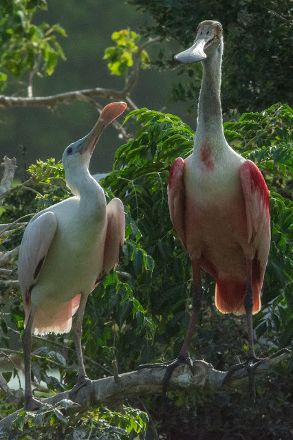 Roseate Spoonbills, Smith Oaks Sanctuary