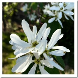 Saskatoon flower April