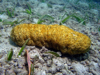 Teripang Emas atau Stichopus Variegatus