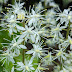 Tiarella: The Charming Foamflower