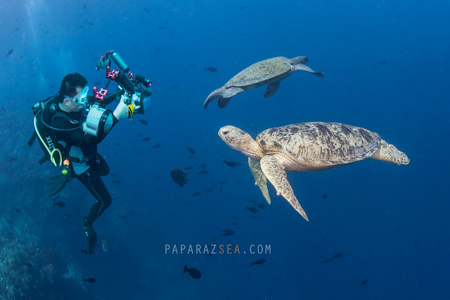 Underwater Photography, How to get to Sipadan, PADI Courses, Learn Scuba, Underwater Photography  Manila, Travel Sipadan, Martine Park Fee, Sipadan Dive Permit, Diving Asia, Dive the World, PaparazSea