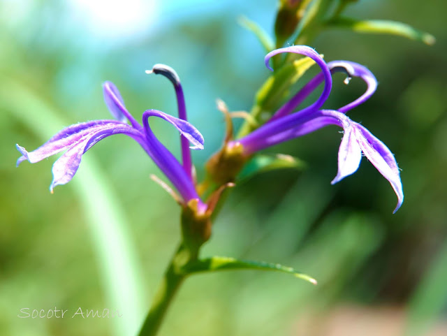 Lobelia sessilifolia